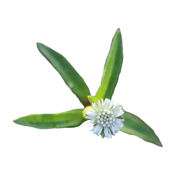 humasana2259098